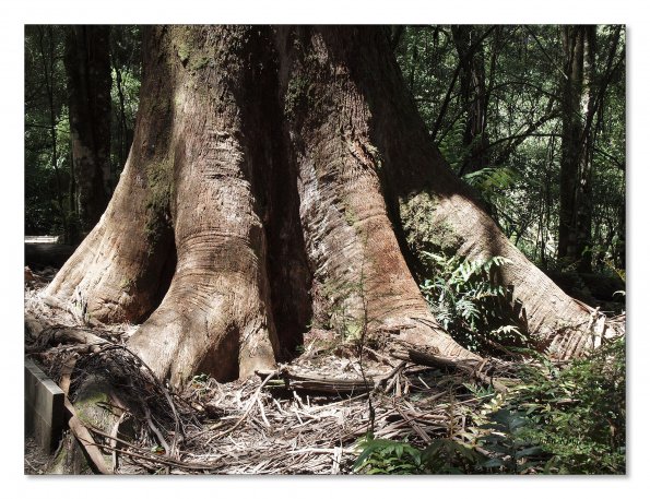Otway Fly canopy and forest floor walk