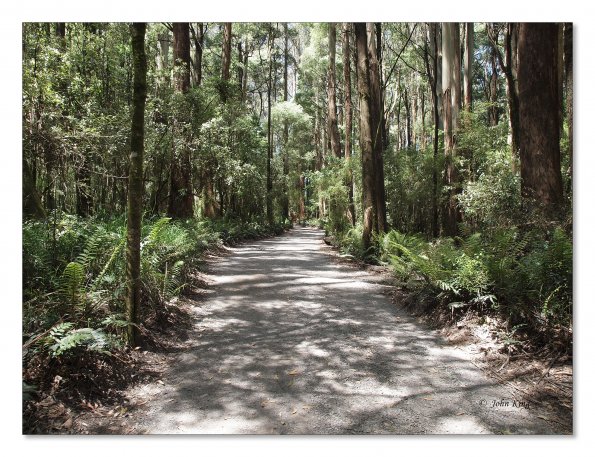 Otway Fly canopy and forest floor walk