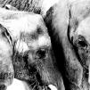 View the image: NC_Zoo_4128_JK1