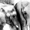 View the image: NC_Zoo_4128_JK2