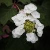 View the image: OLYMPUS DIGITAL CAMERA