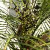 View the image: OLYMPUS DIGITAL CAMERA