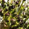 View the image: OLYMPUS DIGITAL CAMERA