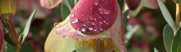 Plants:
Pimelea physodes