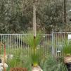 View the image: Xanthorrhoea Australis, "Black Boy", native grass tree