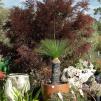 View the image: Xanthorrhoea Australis, "Black Boy", native grass tree