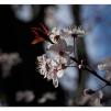 View the image: Olympus OM-D E-M1 MkII MILC
