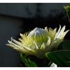 View the image: White Protea