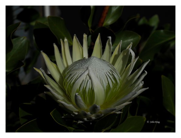 White Protea
