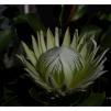 View the image: White Protea