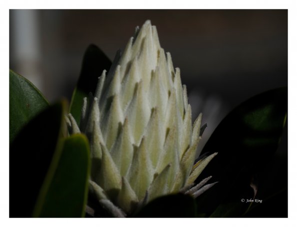 White Protea