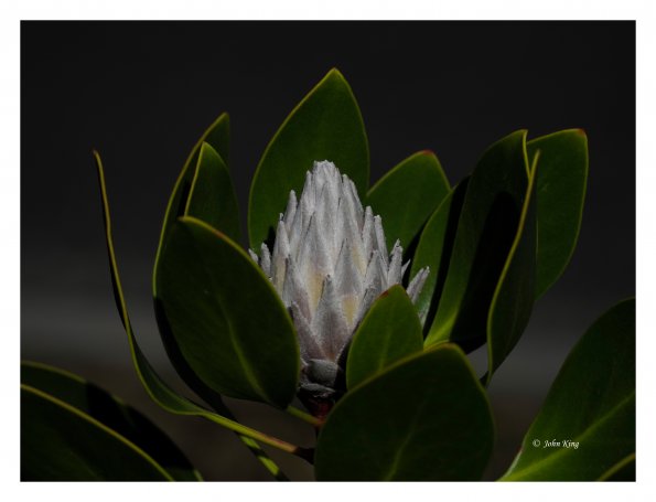 White Protea