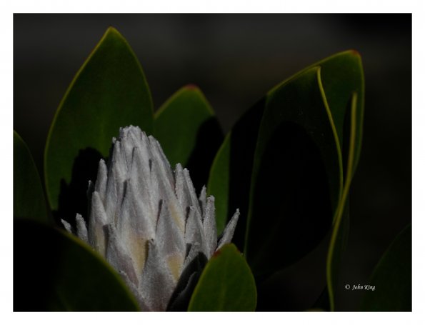 White Protea
