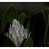 View the image: White Protea