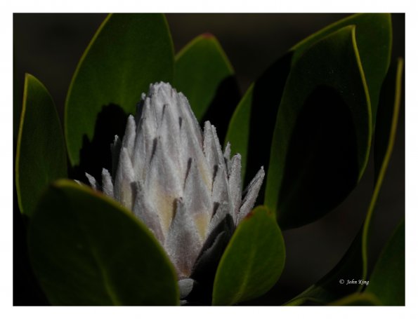 White Protea