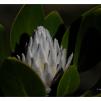 View the image: White Protea