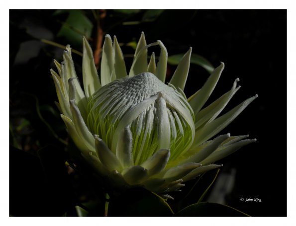 White Protea
