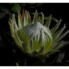 View the image: White Protea
