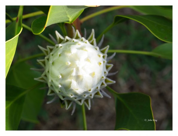 White Protea