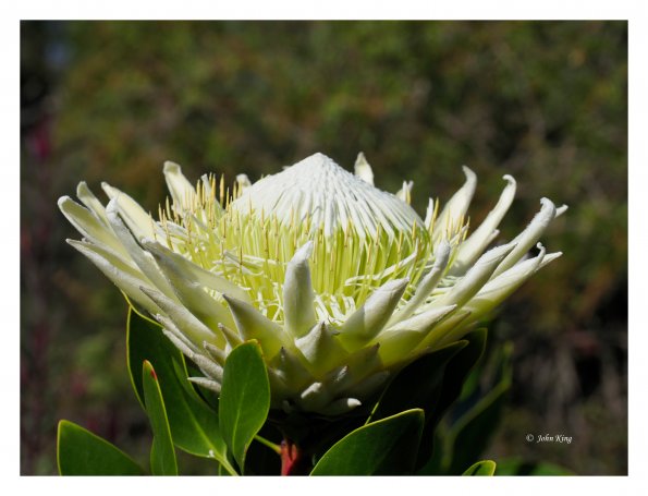 White Protea