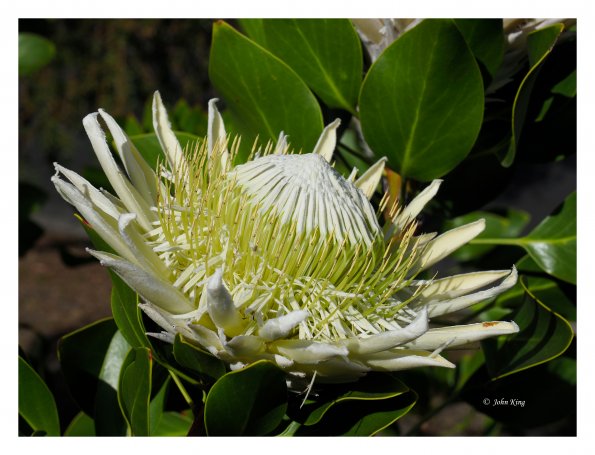 White Protea