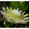 View the image: White Protea