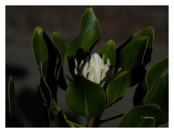 White Protea