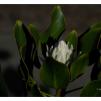 View the image: White Protea