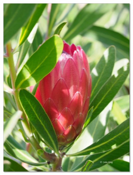Pink protea flower