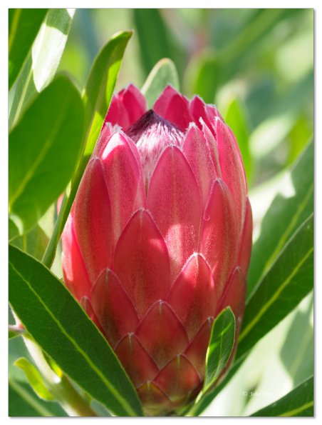 Pink protea flower