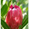 View the image: Pink protea flower