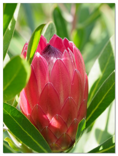 Pink protea flower