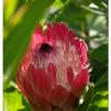 View the image: Pink protea flower