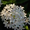 View the image: _M238258-78
