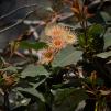 View the image: OLYMPUS E-510