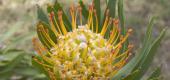 View the Album: flowers
 1 image
