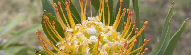 flowers:
Hazel_s protea_w