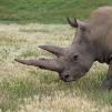 View the image: Rhinoceros - Olympus E-30