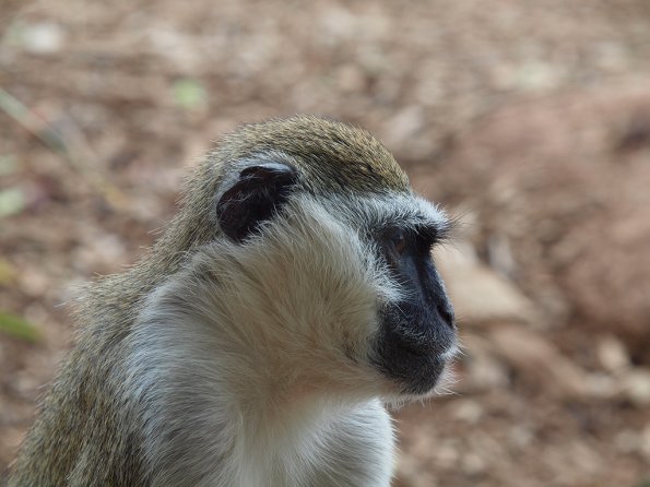 Vervet monkey - Olympus E-30
Taken through thick glass
