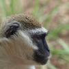 View the image: Vervet monkey - Olympus E-30
Taken through thick glass