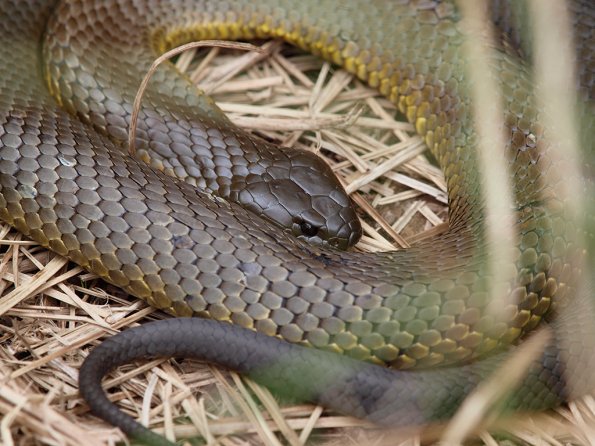 Tiger snake - Olympus E-30
