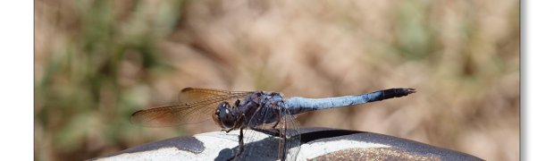 bugs:
Blue dasher dragonfly with black tail
Olympus E-30