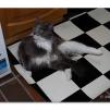 View the image: OLYMPUS DIGITAL CAMERA