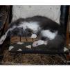 View the image: OLYMPUS DIGITAL CAMERA