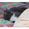 View the image: OLYMPUS DIGITAL CAMERA