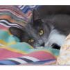 View the image: OLYMPUS DIGITAL CAMERA
