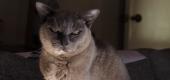 View the Album: cats
 6 albums
 368 images