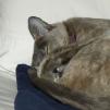 View the image: OLYMPUS DIGITAL CAMERA