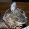 View the image: OLYMPUS DIGITAL CAMERA