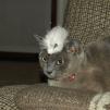 View the image: OLYMPUS DIGITAL CAMERA